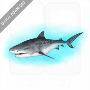 Tiger Shark stock image
