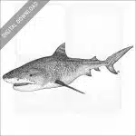 Tiger Shark