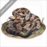 Timber Rattlesnake stock image