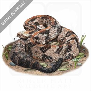 Timber Rattlesnake stock image