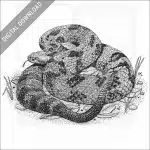 Timber Rattlesnake