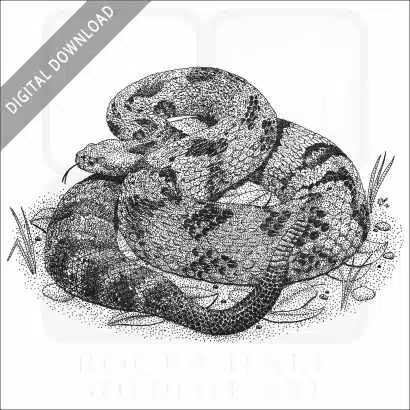 Timber Rattlesnake