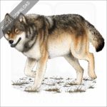 Stock Art Drawing of a Timber or Eastern Wolf