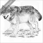 Timber or Eastern Wolf stock image