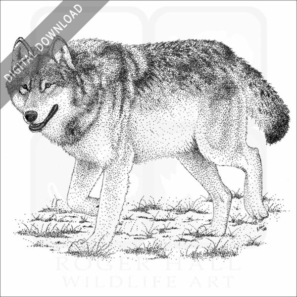 Timber or Eastern Wolf stock image