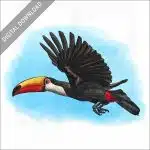 Toco Toucan illustration