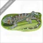Tokay Gecko stock image