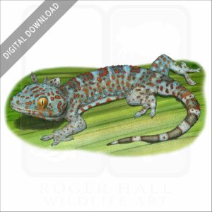 Tokay Gecko stock image