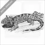 Tokay Gecko