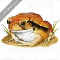 Tomato Frog stock image