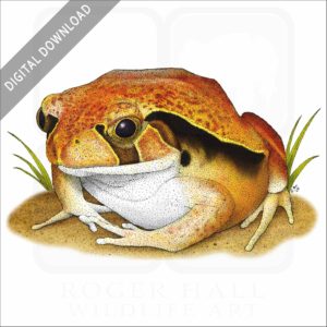 Tomato Frog stock image