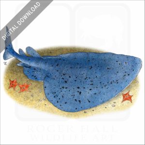 Pacific Electric or Torpedo Ray stock image