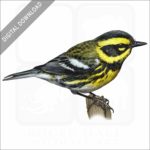 Townsend's Warbler stock image