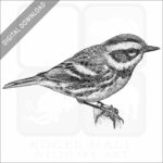Townsend's Warbler