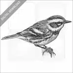 Townsend's Warbler