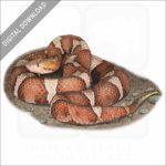 Trans-Pecos Copperhead stock image