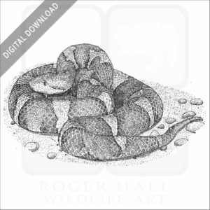 Trans-Pecos Copperhead