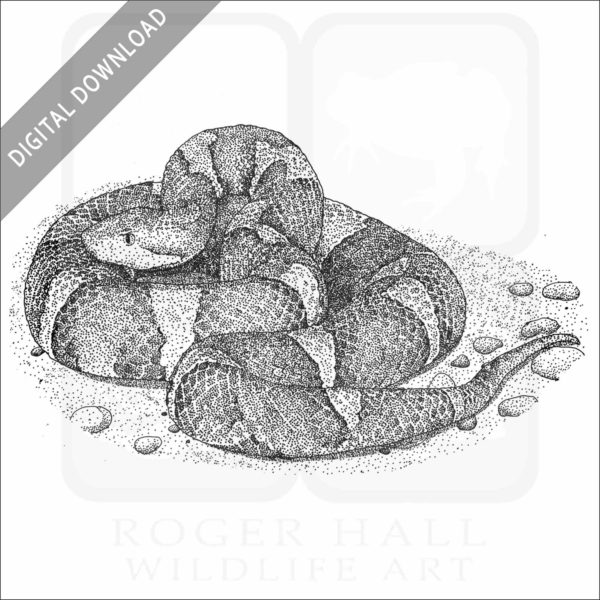 Trans-Pecos Copperhead