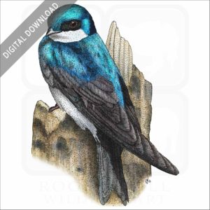 Tree Swallow stock image