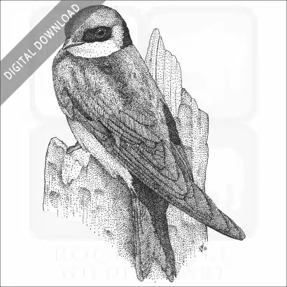 Tree Swallow