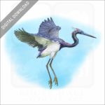 Tricolored Heron stock image