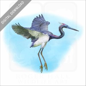 Tricolored Heron stock image