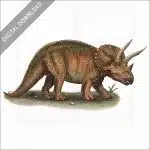 Triceratops stock image