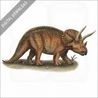 Triceratops stock image
