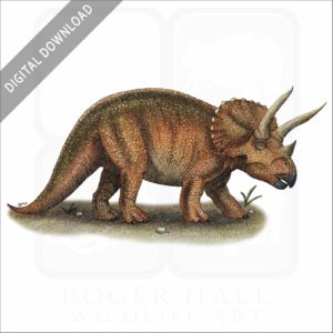 Triceratops stock image