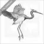 Tricolored Heron