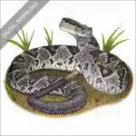 Tropical Rattlesnake stock image