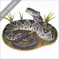 Tropical Rattlesnake stock image