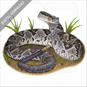 Tropical Rattlesnake stock image
