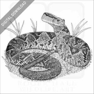 Tropical Rattlesnake
