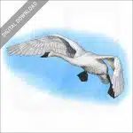 Trumpeter Swan stock image