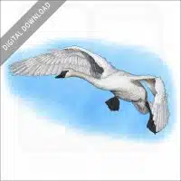 Trumpeter Swan stock image