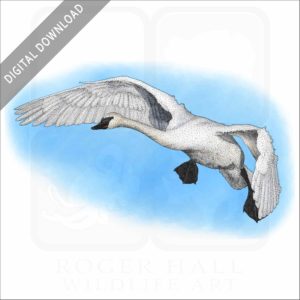 Trumpeter Swan stock image