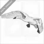 Trumpeter Swan