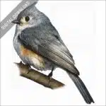 Tufted Titmouse stock image