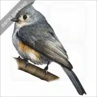 Tufted Titmouse stock image