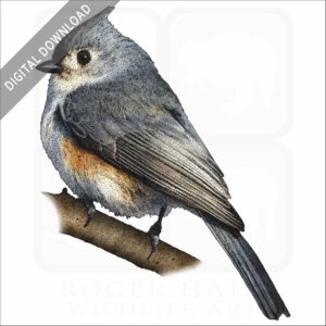 Tufted Titmouse stock image
