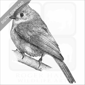 Tufted Titmouse