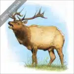 Tule Elk stock image