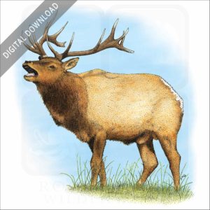 Tule Elk stock image