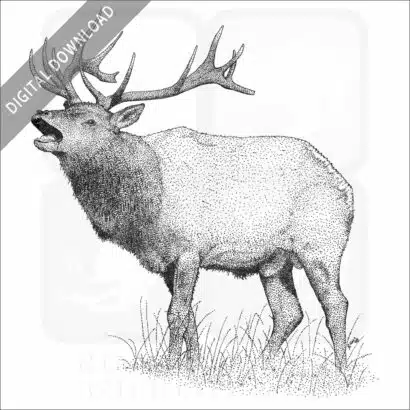 Tule Elk