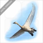 Tundra Swan stock image