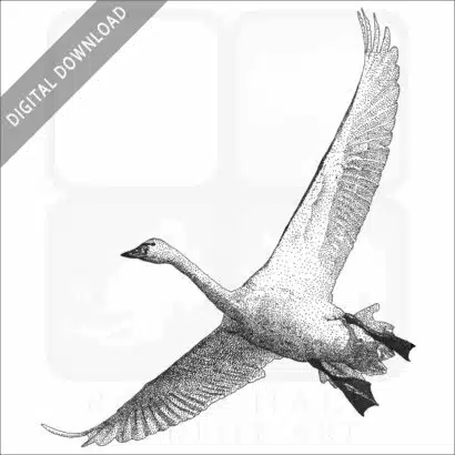 Tundra Swan
