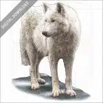 Tundra Wolf stock image