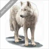 Tundra Wolf stock image