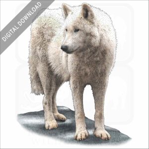 Tundra Wolf stock image